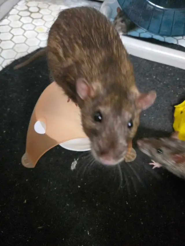 Lovely Male Rats free for Adoption in Small Animals for Rehoming in Mississauga / Peel Region - Image 11