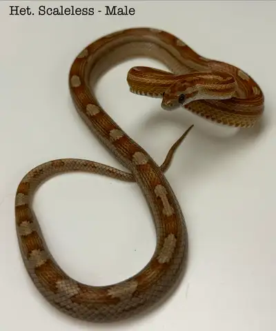 Scaleless Project Corn Snakes – Pair Available At Reptile Kingdom Canada! Calling all corn snake lov...