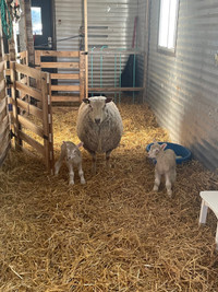 Ewe with 2 ewe lambs at side