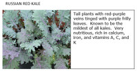 Kale plants for sale