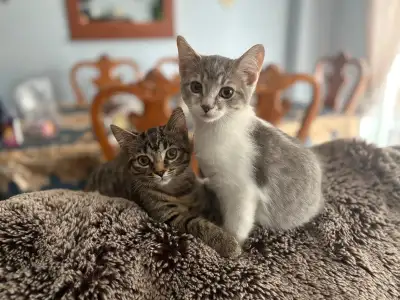 Amazing two kittens 1 for $70 2 for $120, View more