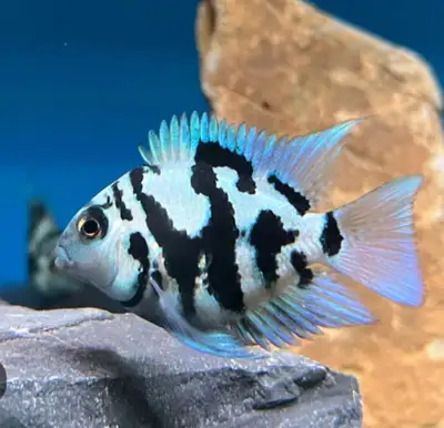 POLAR BLUE PARROT CICHLIDS, View more