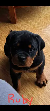 Rottweiler puppies-Ready to go to their new homes