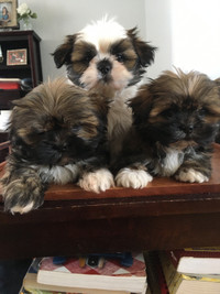 Lhasa Apso puppies