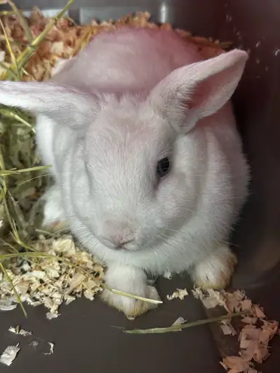 Bunny for rehoming, View more