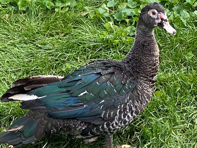 Muscovy ducks  - great pets  in Other Pets for Rehoming in Peterborough