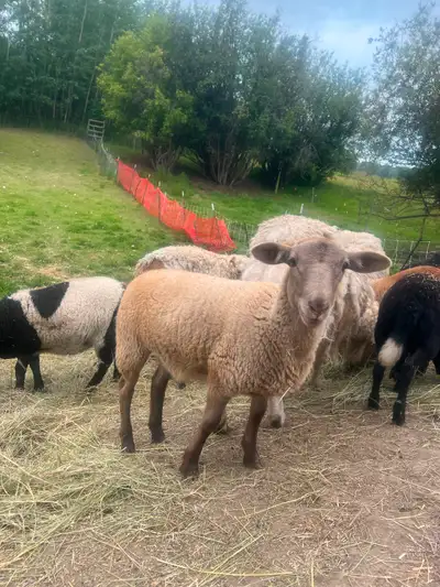 Ewe lambs, View more