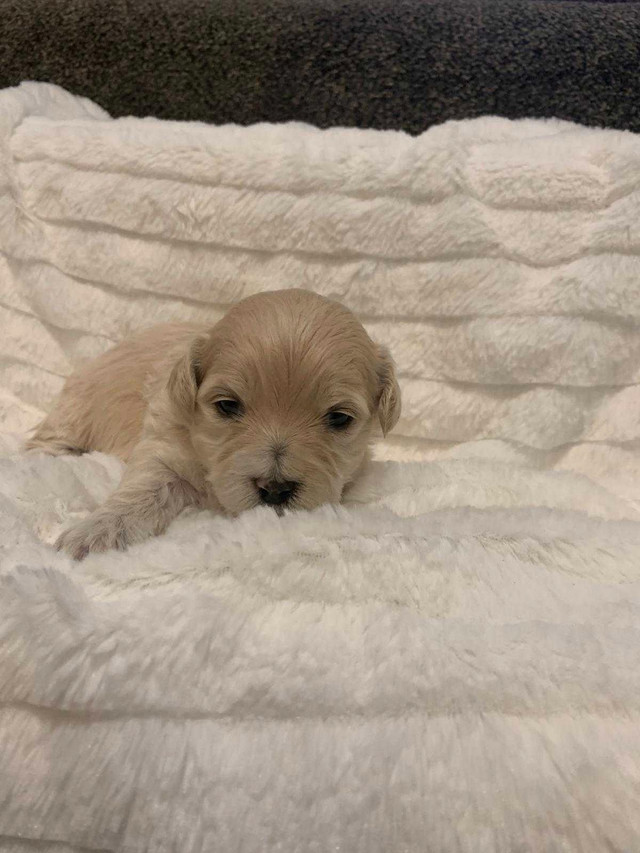 Matese poodle  shih Tzu puppies  in Dogs & Puppies for Rehoming in Lethbridge