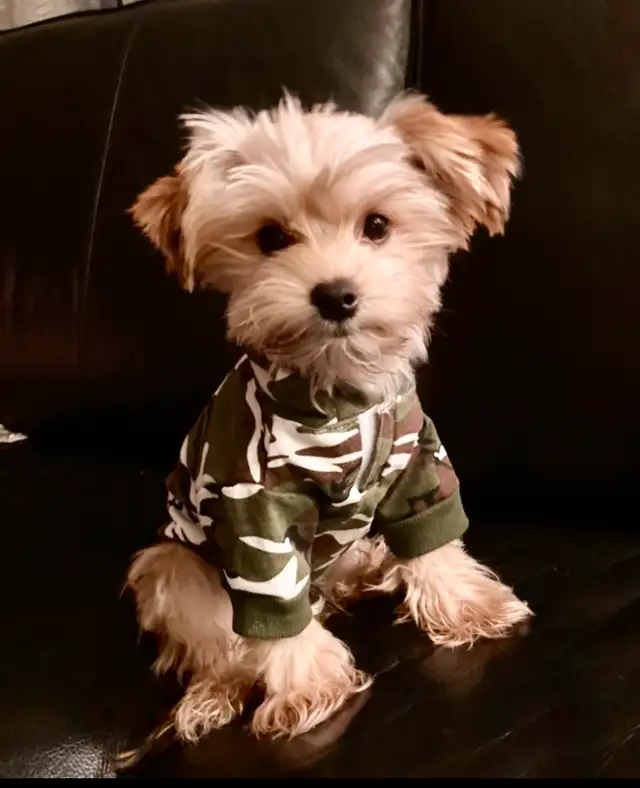 ❤️ only 2 left Adorable Teddy Bear Biewer Yorkie  puppies in Dogs & Puppies for Rehoming in Edmonton - Image 11