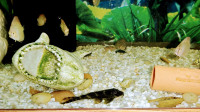 Pleco babies for Aquarium Fish Tank on sale