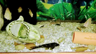 Pleco babies for Aquarium Fish Tank on sale, View more