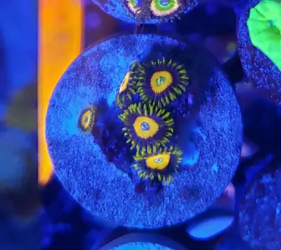 Selling the pictured frag of scrambled eggs zoas. Pickup in Mississauga. Check out my other ads for...