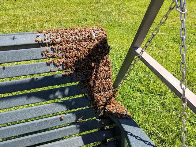 Honey Bee Swarm Removal Services in Equestrian & Livestock Accessories in Winnipeg - Image 2