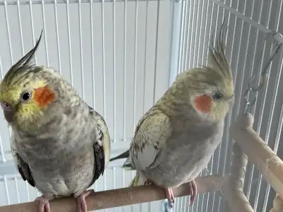 Cockateils pair for sale, View more