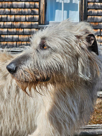 CKC REG. Irish wolfhound DELIVERY to MONTREAL- QUEBEC-OTTAWA 