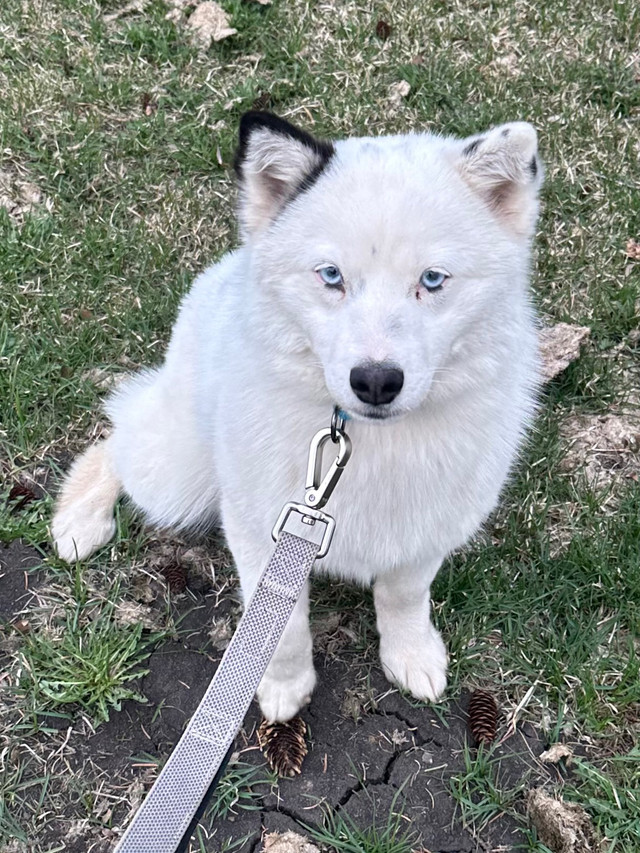 White Female Pomsky  in Dogs & Puppies for Rehoming in Edmonton - Image 3