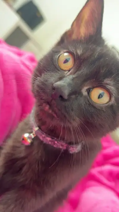 kitten for rehoming , View more