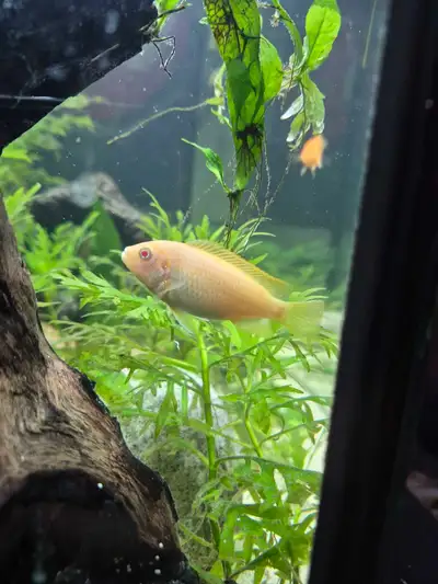 3 male african cichlids, View more