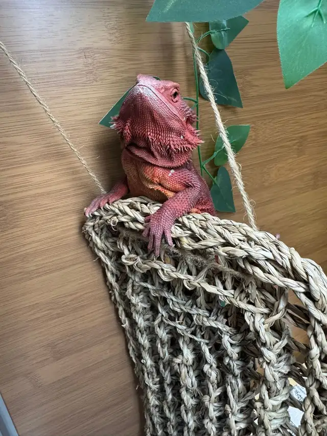 @@⭐️⭐️ Sue's home style pet boarding @@⭐️ in Animal & Pet Services in Brantford - Image 7