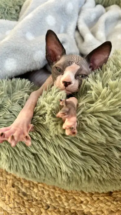 Sphynx chaton mâle , View more