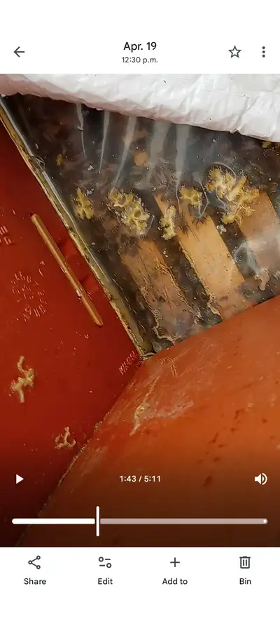 nucs d abeilles du Québec a vendre, View more