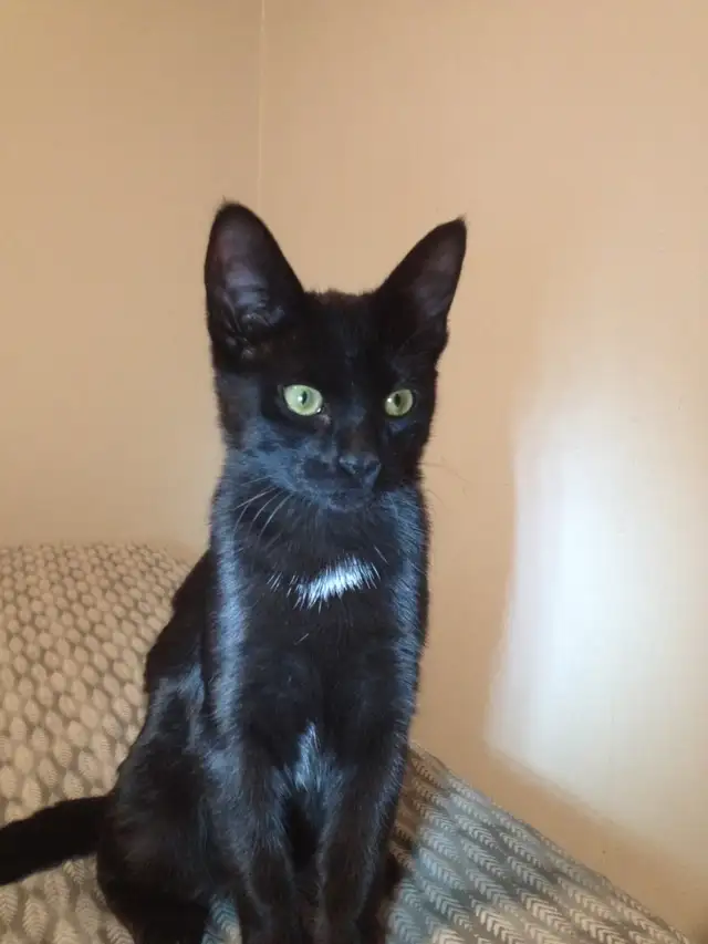 Russian Blue/ Maine Coon kittens. 3 kittens ready to go $40 in Cats & Kittens for Rehoming in Edmonton - Image 6