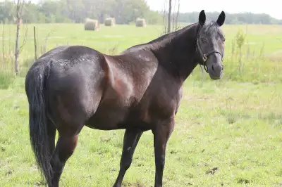 Horse training offered, View more