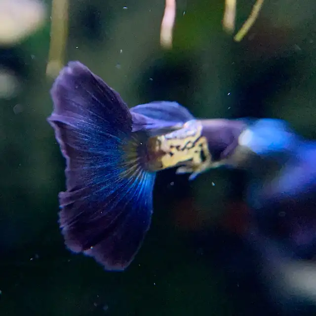 Elevate Your Tank with Quality Guppies in Fish for Rehoming in Richmond - Image 7