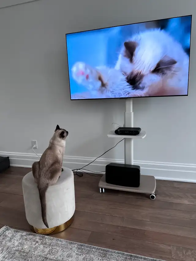 Magnifique chat Tonkinois-Birman cherche une famille pour la vie
