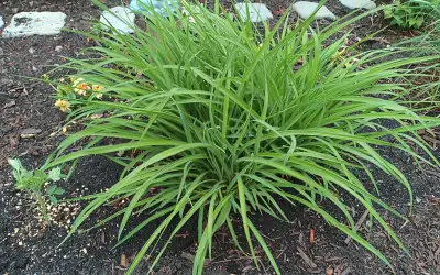 Large Dwarf Daylilies-perennial plants, View more