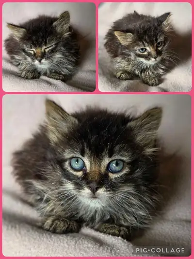 Two female tabby kittens (one polydactyl), View more