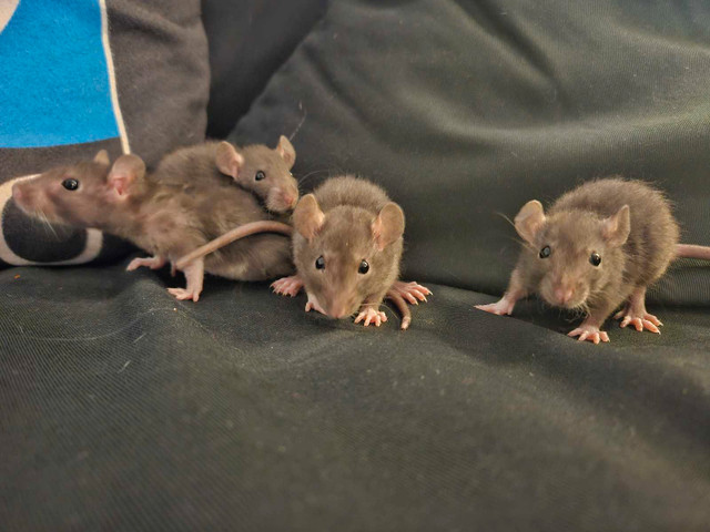 Bébés rats disponibles/Baby rats available  dans Petits animaux à adopter  à Laval/Rive Nord - Image 4