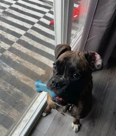 1 year old Female Boxer needing a new home, View more