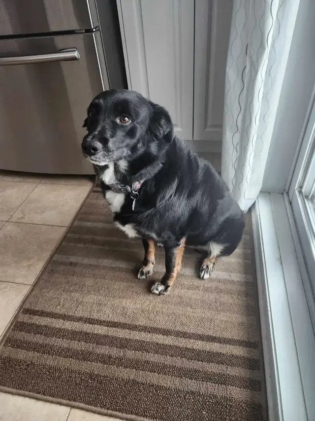Chienne de 6 ans in Dogs & Puppies for Rehoming in City of Montréal - Image 3