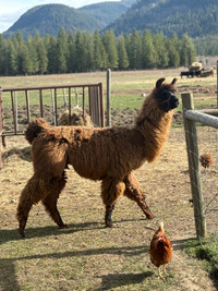  3 llamas for sale