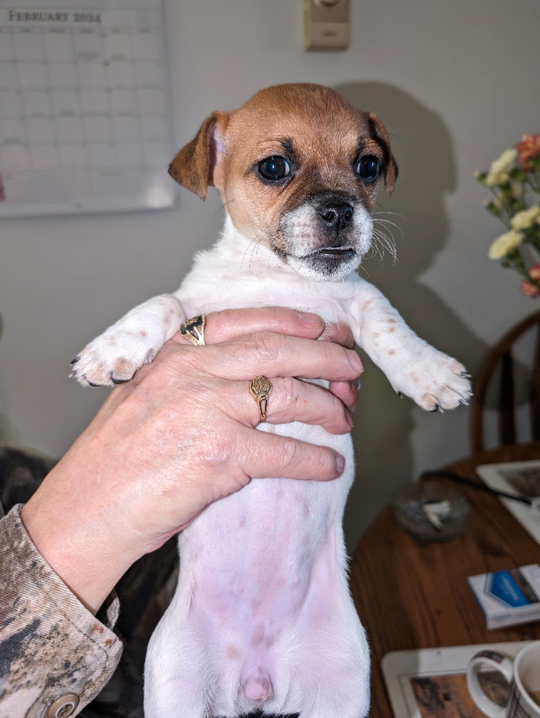 Jack Russell puppies for sale in Dogs & Puppies for Rehoming in Owen Sound - Image 4