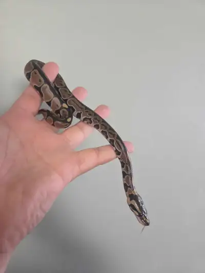 Ball Python Hatchling, View more