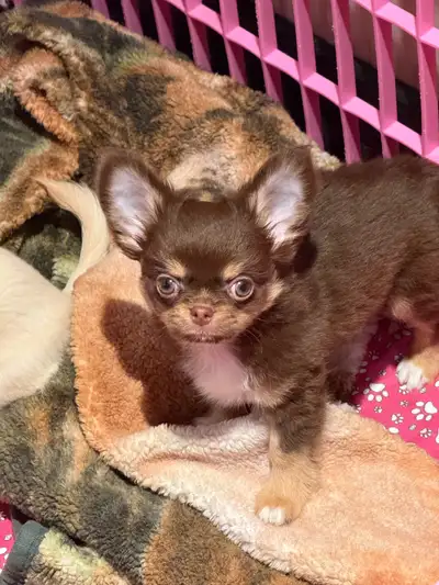 petit  chihuahua poil long chocolat pure race enr ckc, View more
