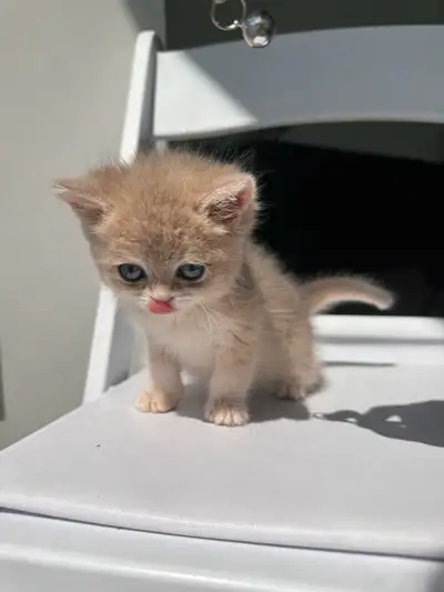 British shorthair blue golden kitten, View more
