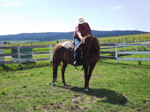 HORSE TRAINER TRAVELS TO U in Horses & Ponies for Rehoming in Calgary