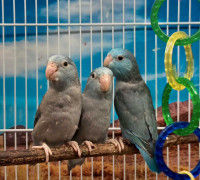 Young parrotlets 
