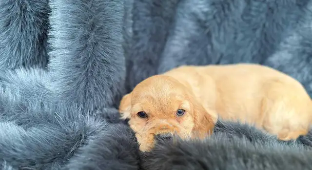 Cocker Spaniel Puppies in Dogs & Puppies for Rehoming in City of Toronto - Image 5