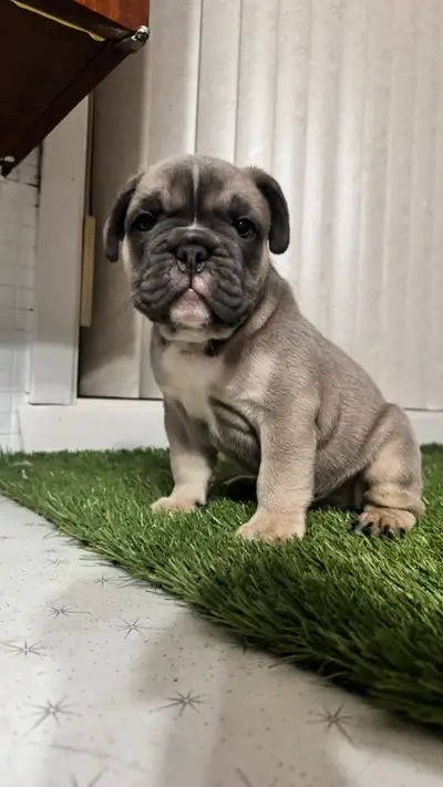 Il ne reste que un magnifique mâle lilac fawn au yeux bleu Portée de kimberly Chiots bouledogues ang...