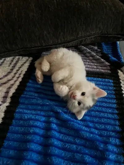 3 cute kittens for sale $240 each, View more
