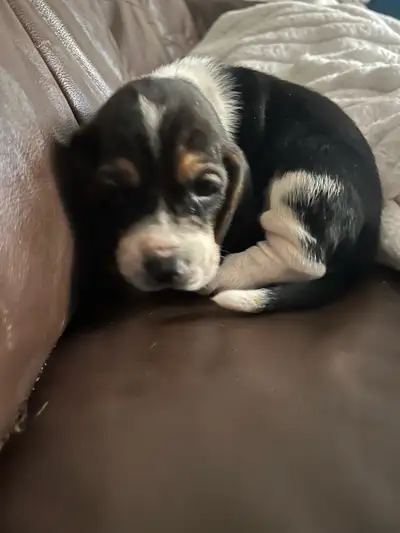 basset hound puppies ready for Christmas, View more