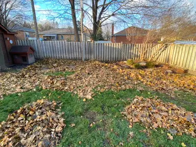 Fall Cleanup & Leaf Removal | Vaughan & GTA | From $200, View more