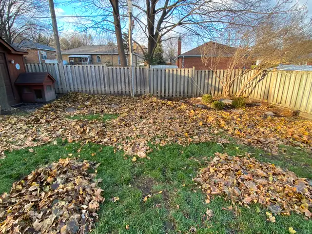 Fall Cleanup & Leaf Removal | Vaughan & GTA | From $200
