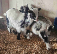 Nigerian dwarf goats 1 left 