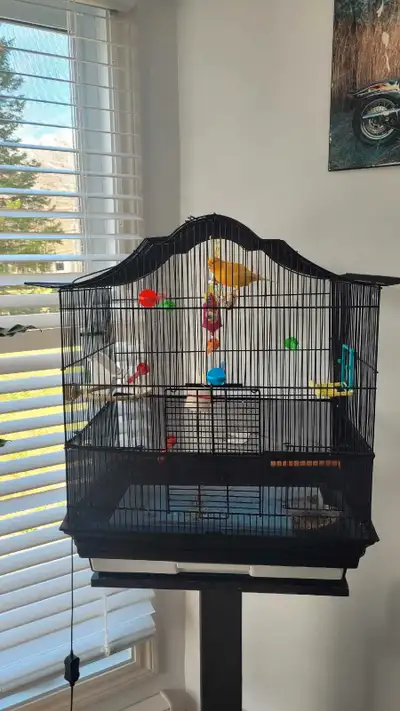 Allô beau mâle 1ans excellent chanteur vient avec où sans cage 70 $ canarie 30 $ cage gens sérieux s...