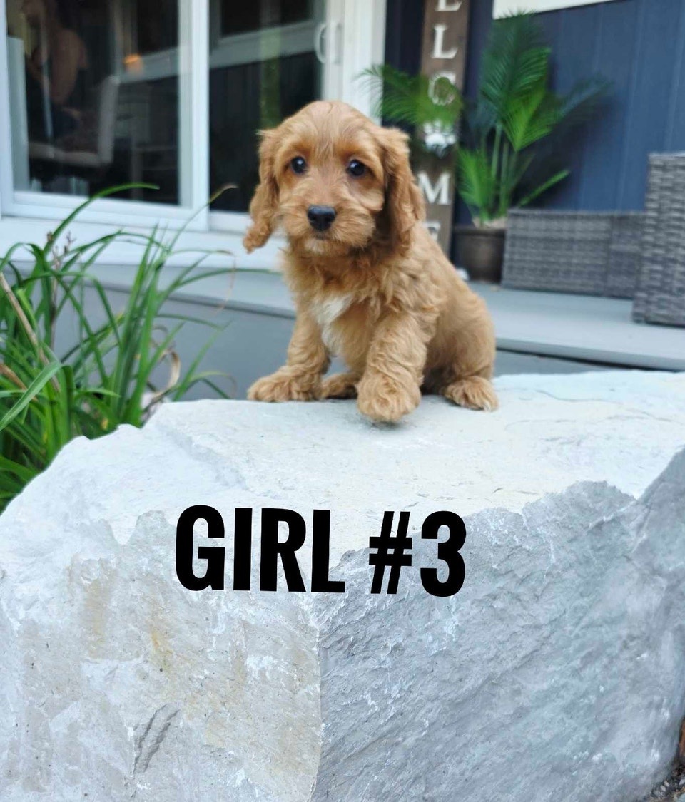 Cockapoo Puppies | Dogs & Puppies for Rehoming | Mississauga / Peel ...